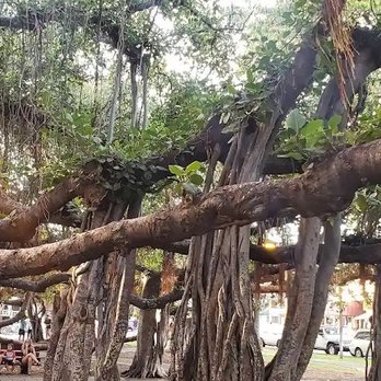AVA Law Group - The banyan tree , not far  From the aerial three sport fishing  I worked - Personal Injury Law Near Me - Billings, Montana