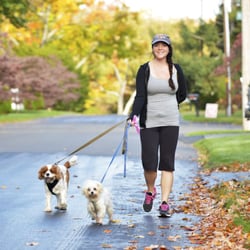 Cambridge Critter Sitter & Dog Walker