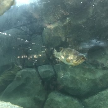 Bass Pro Shops - Some of the fish inside the aquarium. - Guns & Ammo Near Me - Rocklin, California