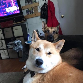 Cera’s Petsitting Service - Pet Sitting Near Me