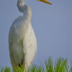Viera Wetlands