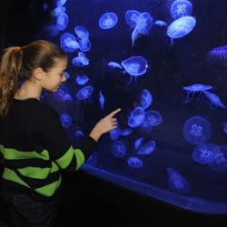 Océarium du Croisic - Devant le ballet des méduses - Océarium du croisic