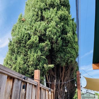 General Tree Service San Jose All information about Service