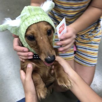 Petco - Yoda she is - Pet Stores Near Me - Clovis, California