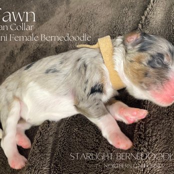 Starlight Bernedoodles - Ready to go home early August 2023! - Pet Breeders Near Me