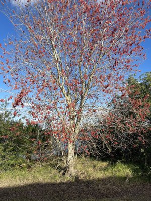 Dr. P. Phillips Community Park by null