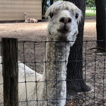 LunaSea Alpaca Farm - Attraction Farms Near Me - Clermont, Florida LunaSea Alpaca Farm - Attraction Farms Near Me - Clermont, Florida