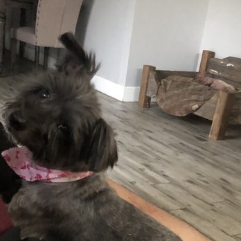 Very Important Puppy - Bandit looking adorable! - Pet Groomers Near Me Very Important Puppy - Bandit looking adorable! - Pet Groomers Near Me