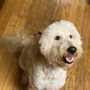 Photo of Lillys Pet Pawlor