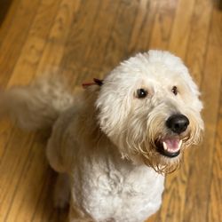 Lillys Pet Pawlor - Gracie!!