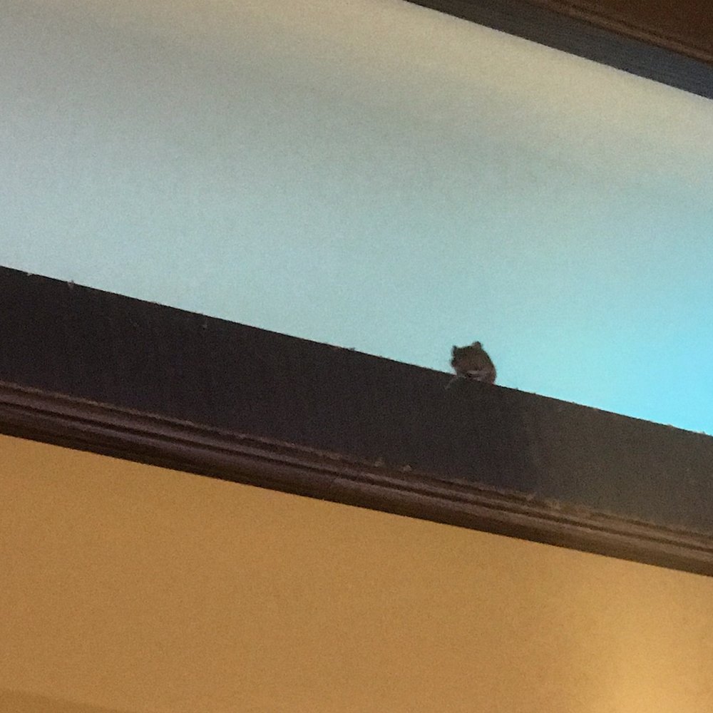 Asian Buffet - Looks like it was trying to find a place to jump down. I'm sure droppings fell/have fell - Chinese Near Me - Killeen, Texas Asian Buffet - Looks like it was trying to find a place to jump down. I'm sure droppings fell/have fell - Chinese Near Me - Killeen, Texas
