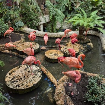 The Dallas World Aquarium - Flamingo - Aquariums Near Me - Dallas, Texas The Dallas World Aquarium - Flamingo - Aquariums Near Me - Dallas, Texas