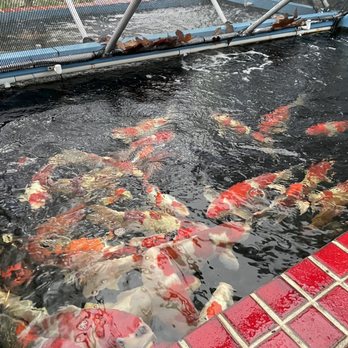 Laguna Koi Ponds - Plenty of selection and types - Aquarium Services Near Me - Laguna Beach, California Laguna Koi Ponds - Plenty of selection and types - Aquarium Services Near Me - Laguna Beach, California