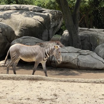 Zoológico de Chapultepec - Zoos Near Me - México, D.F., DIF Zoológico de Chapultepec - Zoos Near Me - México, D.F., DIF