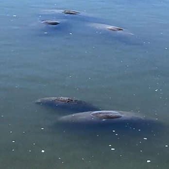 Manatee Viewing Center - Zoos Near Me - Apollo Beach, Florida