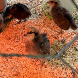 Shelburne Farm - Baby Chicks
