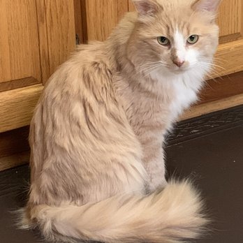 Meet You There Pet Care - Cheddar - after grooming, looking much cleaner! - Pet Groomers Near Me Meet You There Pet Care - Cheddar - after grooming, looking much cleaner! - Pet Groomers Near Me