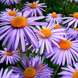 Functional Midwifery Holistic Gynecology and Women’s Health