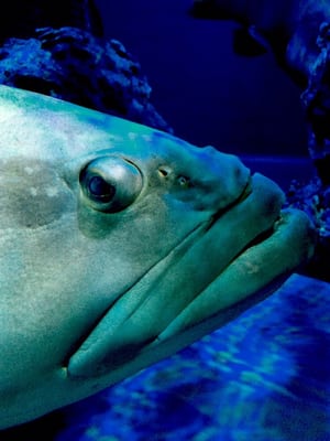 Port Of Nagoya Public Aquarium by null