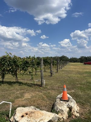 Solaro Estate Winery by null
