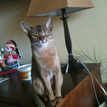 Cuddle Cats - My client Marybeth's cat Amelie - Pet Sitting Near Me - Oakland, California