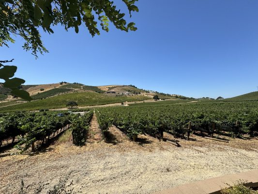 Parrish Family Vineyard by null