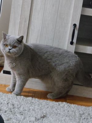 Forest Hills Oral Surgery PLLC