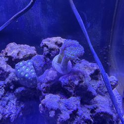 Aquarium World - Hammer coral