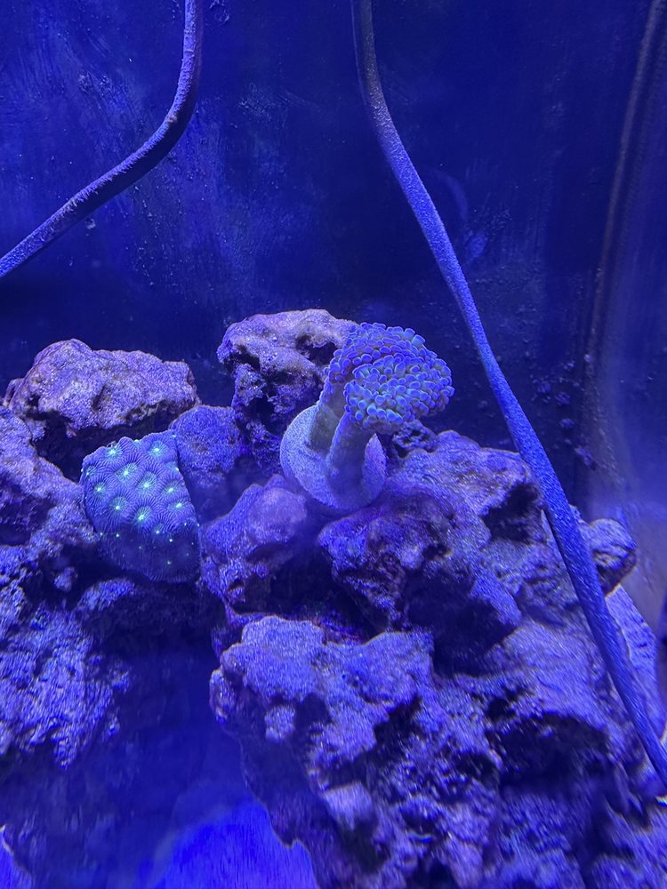 AQUARIUM WORLD Updated September 2024 12 Reviews 116 S Earl Ave