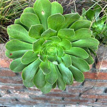 Firefly Coffee House - Succulents in their patio area - Coffee & Tea Near Me - Santa Cruz, California Firefly Coffee House - Succulents in their patio area - Coffee & Tea Near Me - Santa Cruz, California