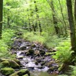 Coed y Bedw Nature Reserve - Photo from Cardiff Council's website: http://cardiff.gov.uk