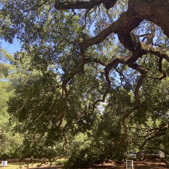 Angel Oak - Parks Near Me - Johns Island, South Carolina