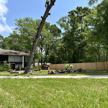 Perfectly Trimmed Palms - Tree Services Near Me - Conroe,, Texas