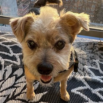 Mau's House - Daisy looking good after her first visit to her new spa!!!! - Pet Groomers Near Me - Chicago, Illinois
