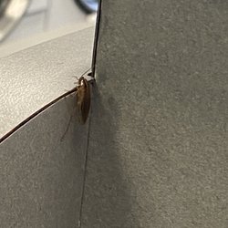 Cockroach bruh
