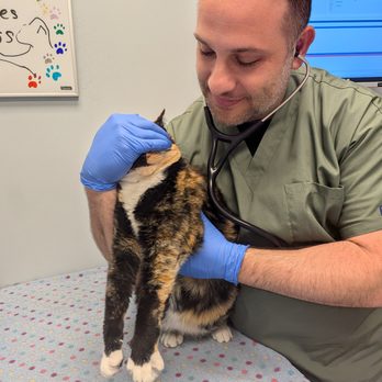 University Veterinary Center - Dr. Ash doing his magic tricks on my cat Sundae - Veterinarians Near Me - Anaheim, California
