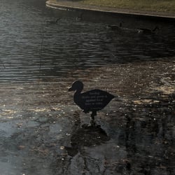 Duck Pond - Don't feed the ducks!
