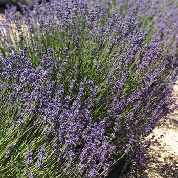 Bees N Blooms - Nurseries & Gardening Near Me - Santa Rosa, California Bees N Blooms - Nurseries & Gardening Near Me - Santa Rosa, California
