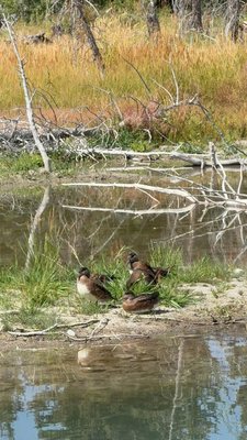 Schwabacher Landing by null