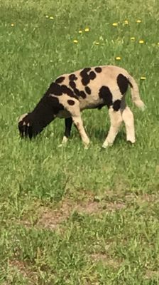 St. Joseph Farm by null