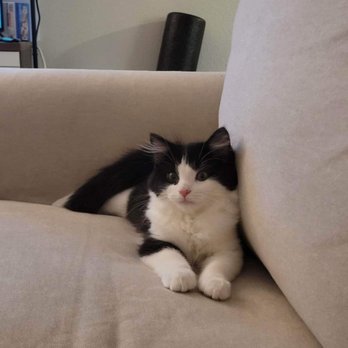 Feline Underground Network - Tuxedo Cat - Animal Shelters Near Me Feline Underground Network - Tuxedo Cat - Animal Shelters Near Me
