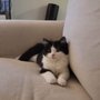 Photo of Feline Underground Network
