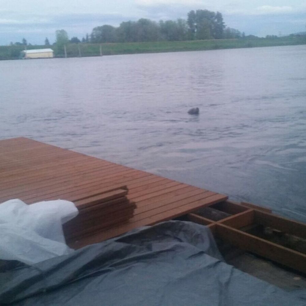 Rocky Pointe Marina - Our friend the huge seal visited us and stayed on our new dock! - Marinas Near Me - Portland, Oregon Rocky Pointe Marina - Our friend the huge seal visited us and stayed on our new dock! - Marinas Near Me - Portland, Oregon