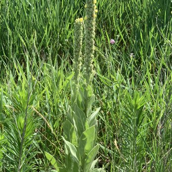 Willow Healing - Mullein - Traditional Chinese Medicine Near Me - Omaha, Nebraska Willow Healing - Mullein - Traditional Chinese Medicine Near Me - Omaha, Nebraska