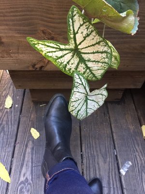 Saturdays NYC Crosby St by null