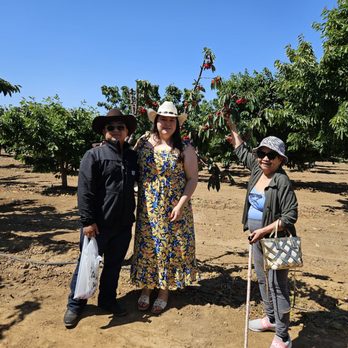 Mariani Orchards Harvest Experience - That tiny tree had less leaves and more fruit - Pick Your Own Farms Near Me - Morgan Hill, California Mariani Orchards Harvest Experience - That tiny tree had less leaves and more fruit - Pick Your Own Farms Near Me - Morgan Hill, California