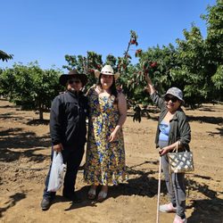 Mariani Orchards Harvest Experience - That tiny tree had less leaves and more fruit