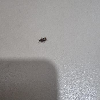 Coolfont Resort - a bug in the bathroom - American Near Me - Berkeley Springs, West Virginia Coolfont Resort - a bug in the bathroom - American Near Me - Berkeley Springs, West Virginia