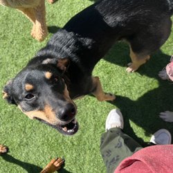 K-9 Castle - Happy boy!