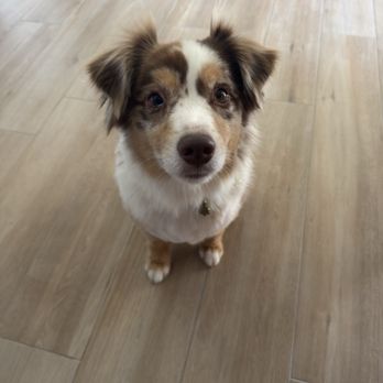 Ohana Pet Spa - Pet Groomers Near Me - Mesa, Arizona Ohana Pet Spa - Pet Groomers Near Me - Mesa, Arizona